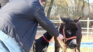 Pferdegestütztes Coaching: Auch mit Eseln