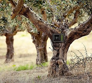 Thomas Lommel Oliveda | Mensch und Natur in Symbiose